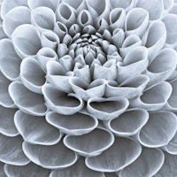 Monochrome Bloom papiers peint