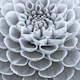 Monochrome Bloom