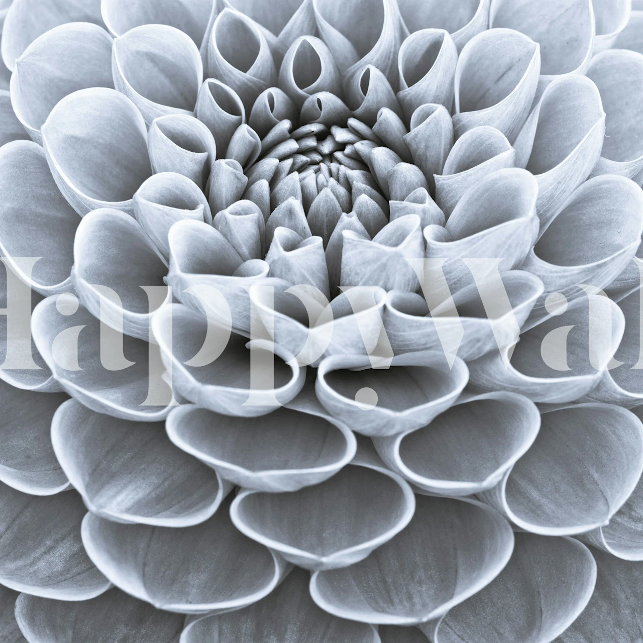 Close-up of a monochrome flower design in soft gray tones wallpaper