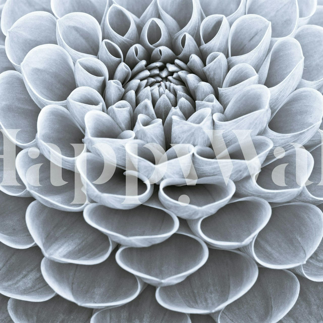 Close-up of a monochrome flower design in soft gray tones wallpaper