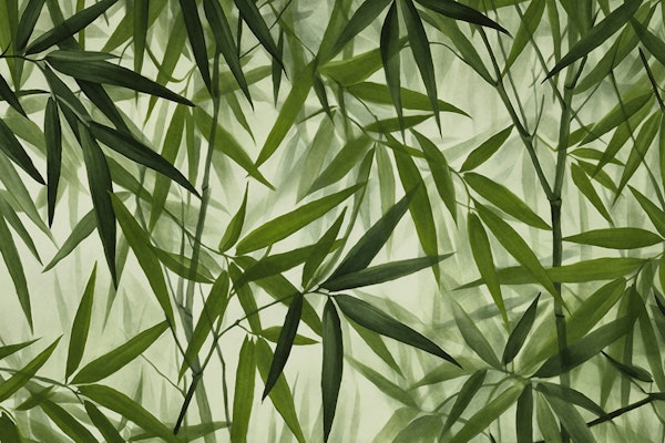 Relax In The Green Bamboo Grove