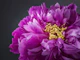 Purple Elegance