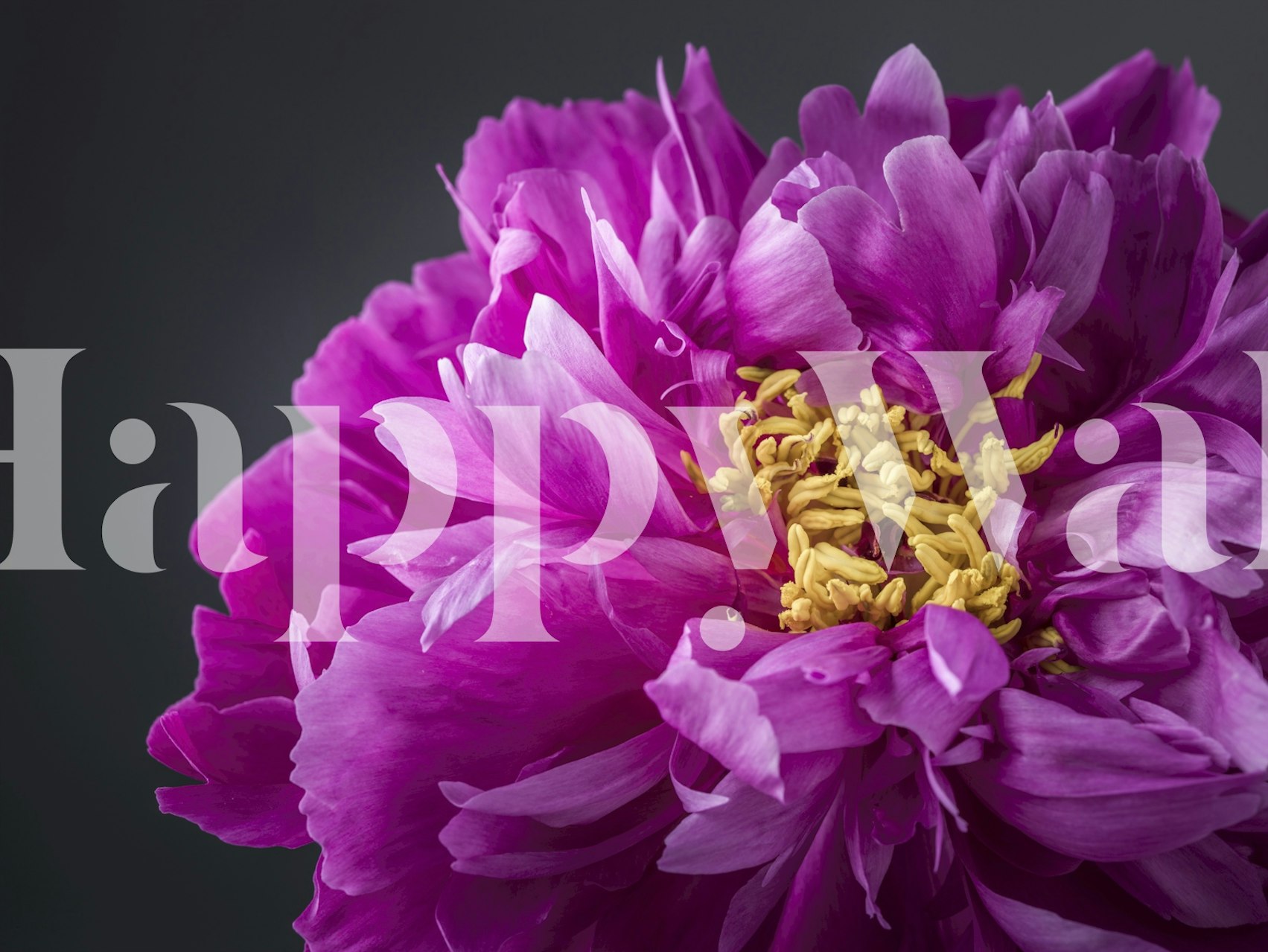 Large purple flower with yellow center on dark background wallpaper