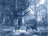 Mystical Deer Grove tapet