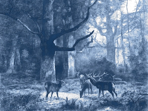 Mystical Deer Grove