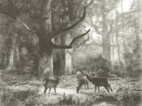 Enchanted Forest Scene tapet