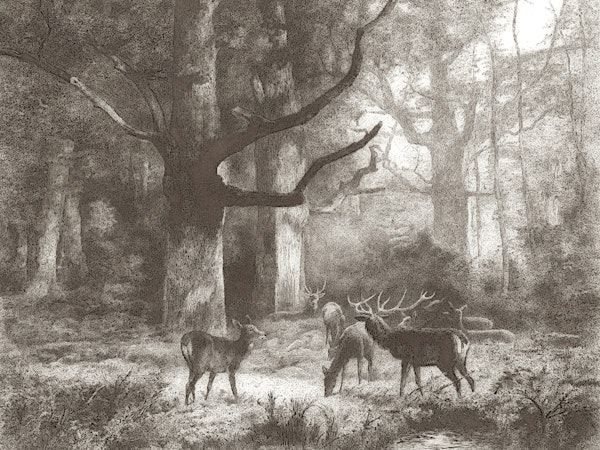 Enchanted Forest Scene