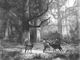 Silent Deer Grove