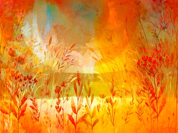 Wildflower Sunset Glow