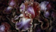 Midnight Flora Dream
