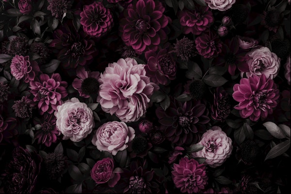 Blooming Midnight Dahlia Garden