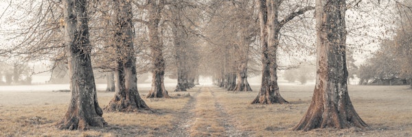 Golden Grove Serenade