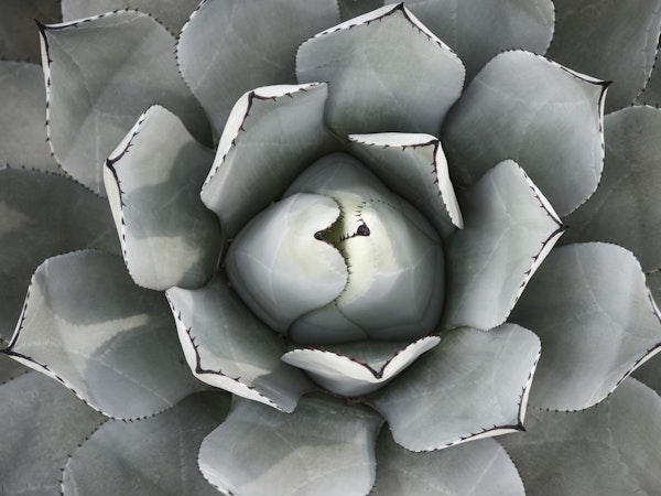 Silvery Agave Haven