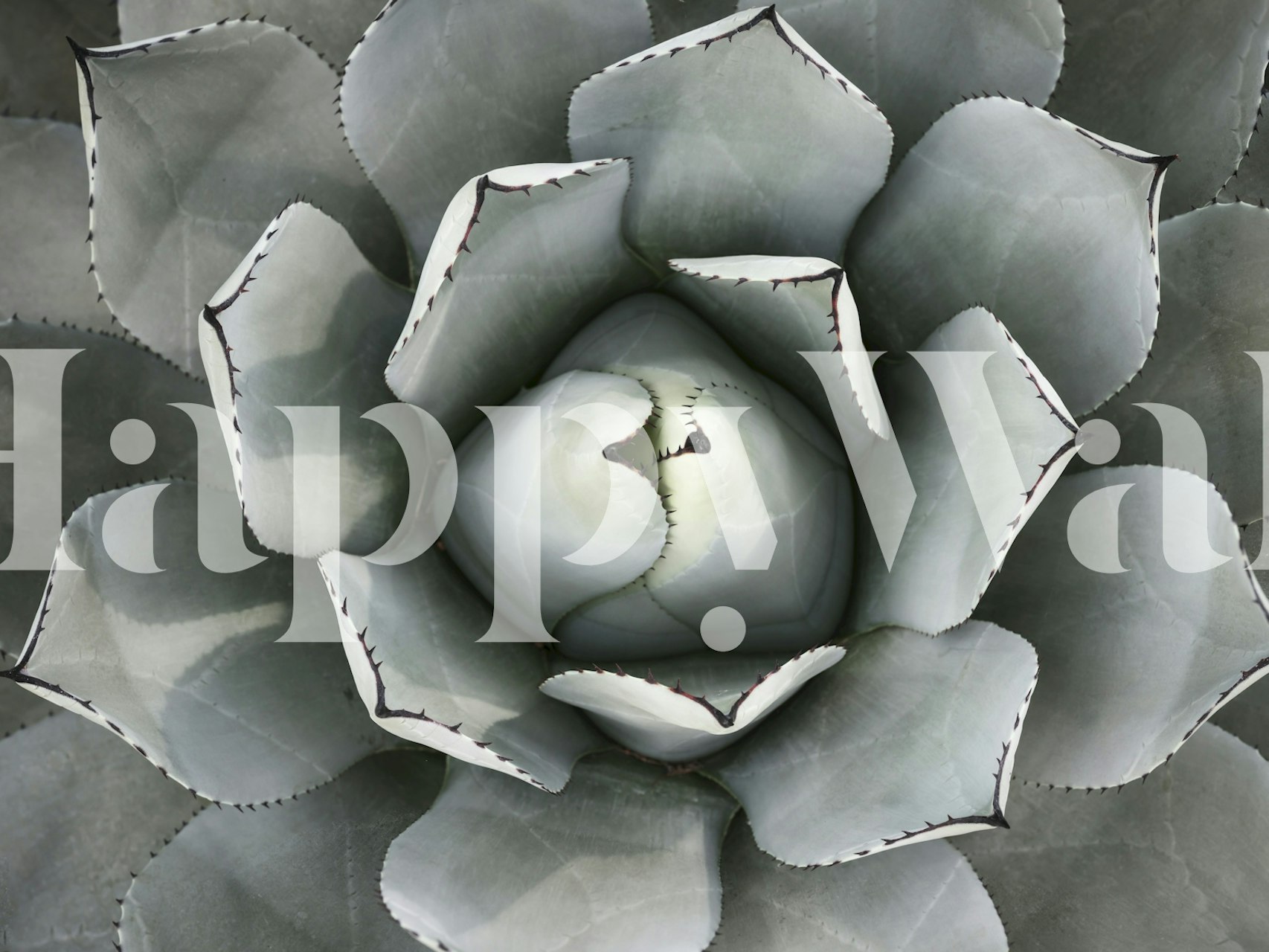 Silvery Agave Haven wallpaper in een kamer