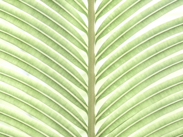Verdant Leaf Stripes