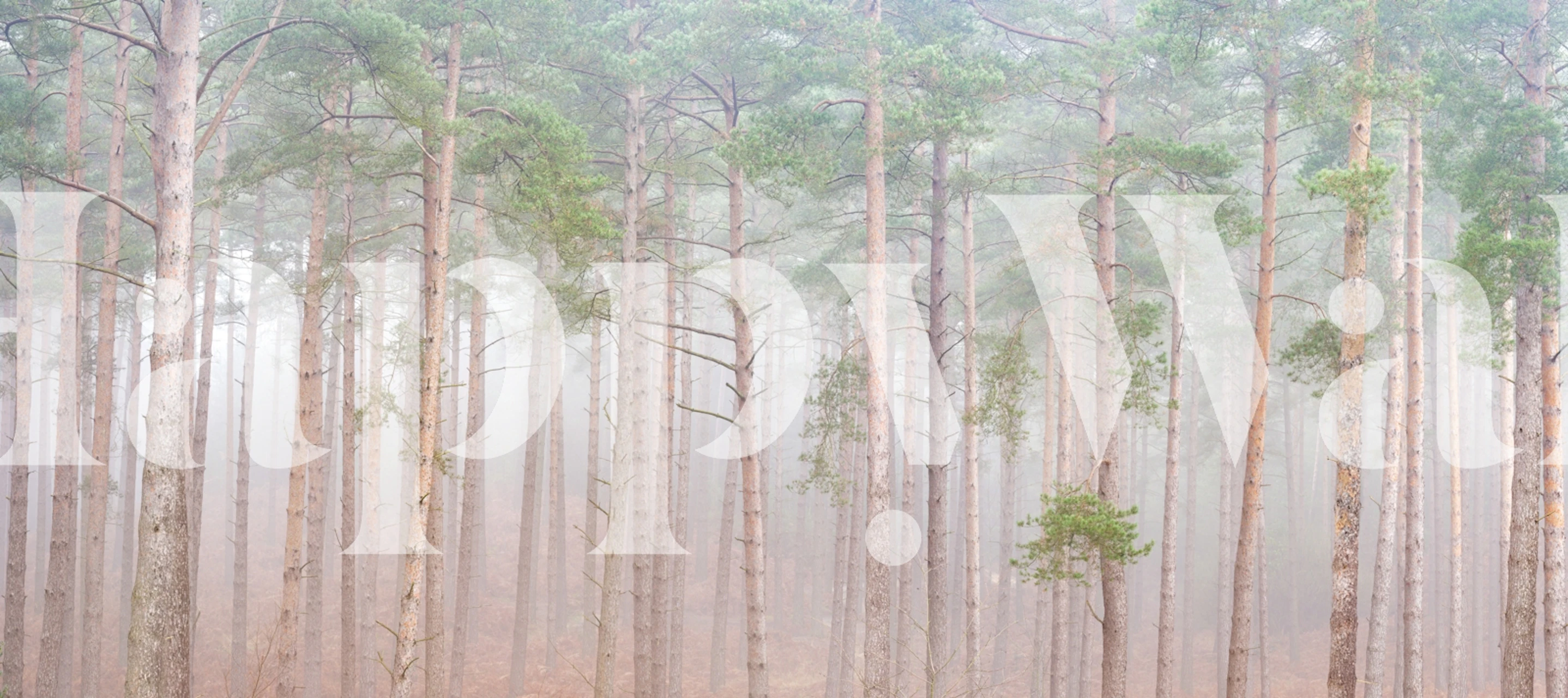 Pine forest in fog, soft greens and browns, serene wallpaper