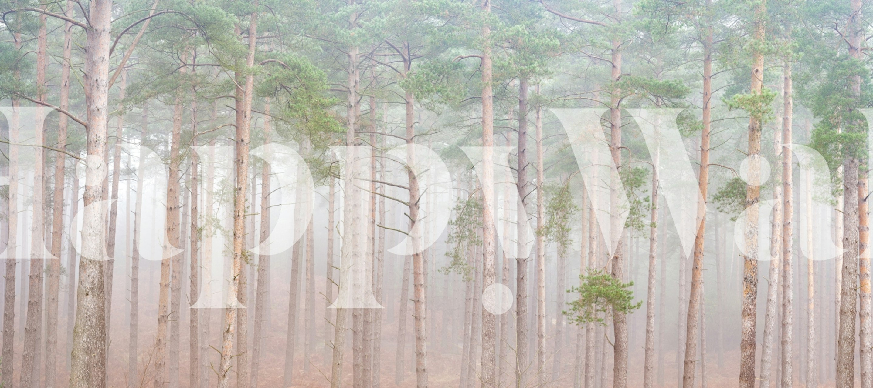 Pine forest in fog, soft greens and browns, serene wallpaper