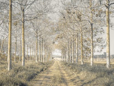 Τοιχογραφία