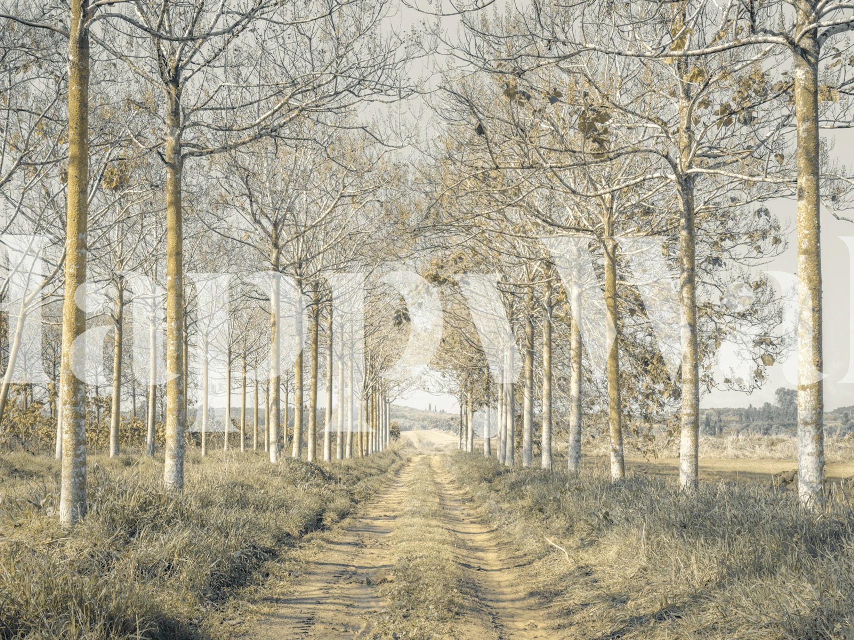 Golden Birch Lane Tapete in einem Raum