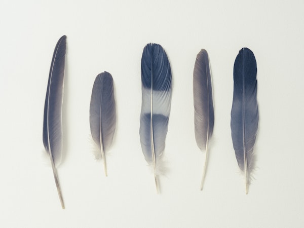 Soft Feather Ensemble