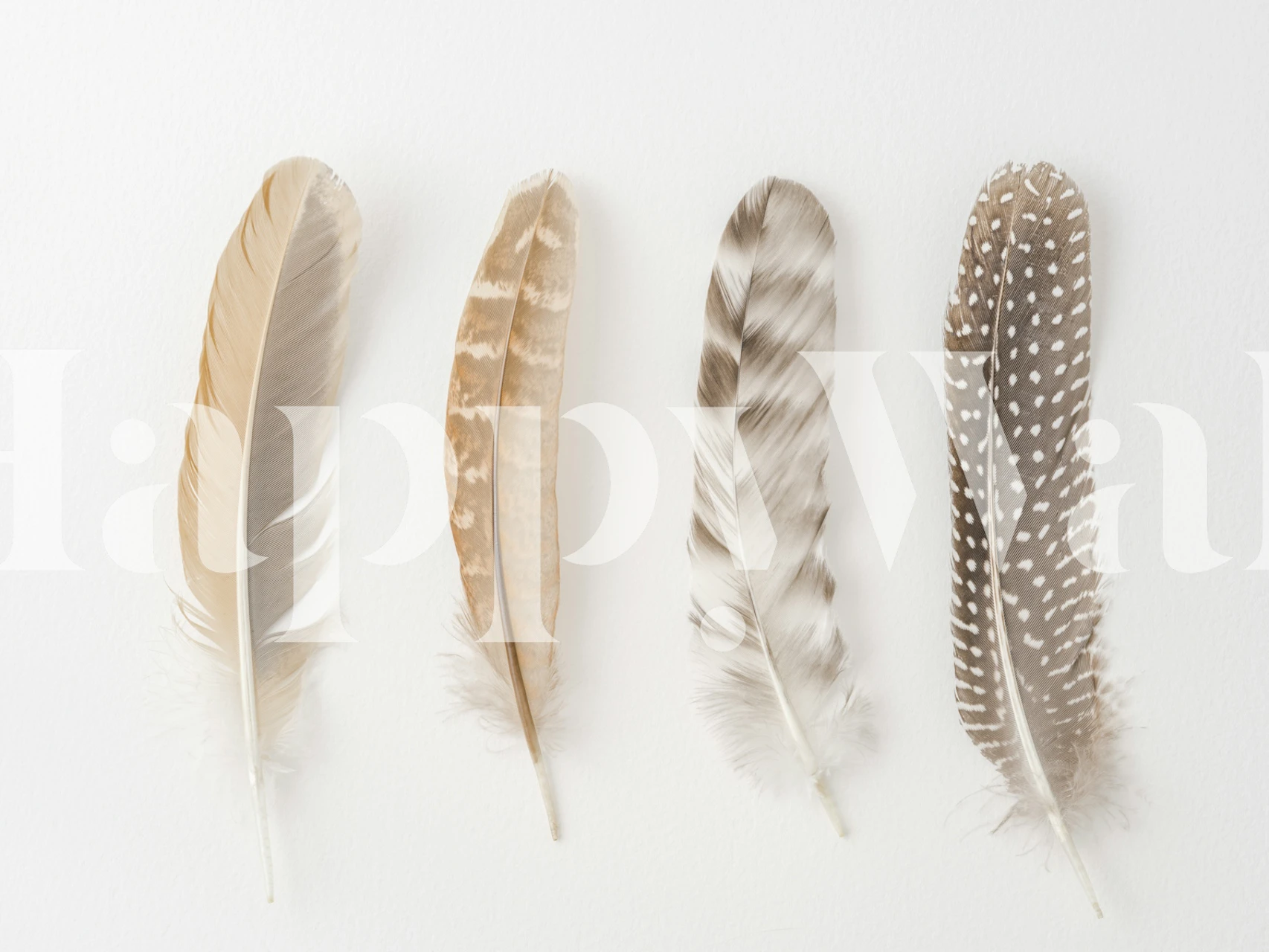 Four neutral tone feathers arranged in a row on white wallpaper