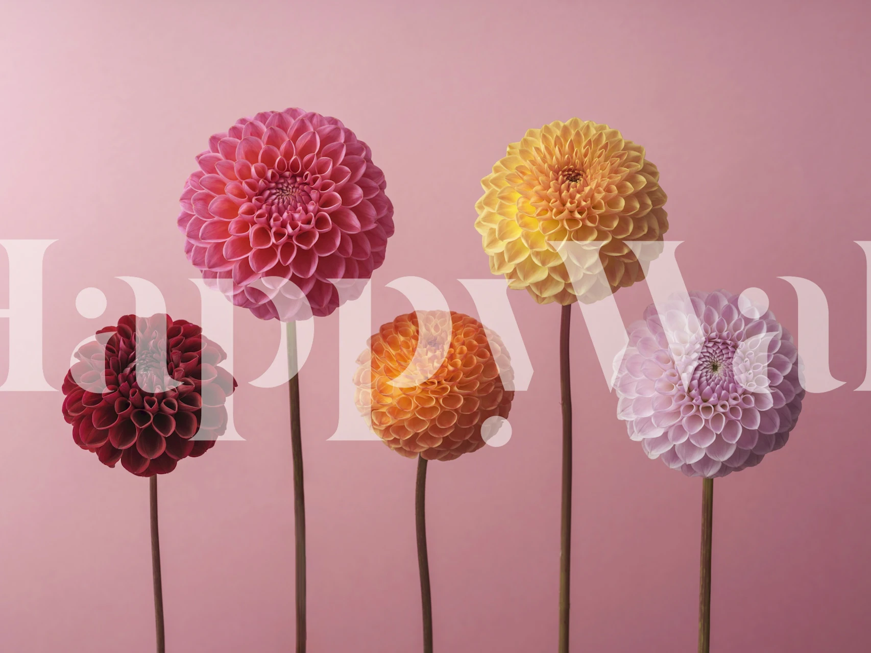 Vibrant dahlia wallpaper in a room