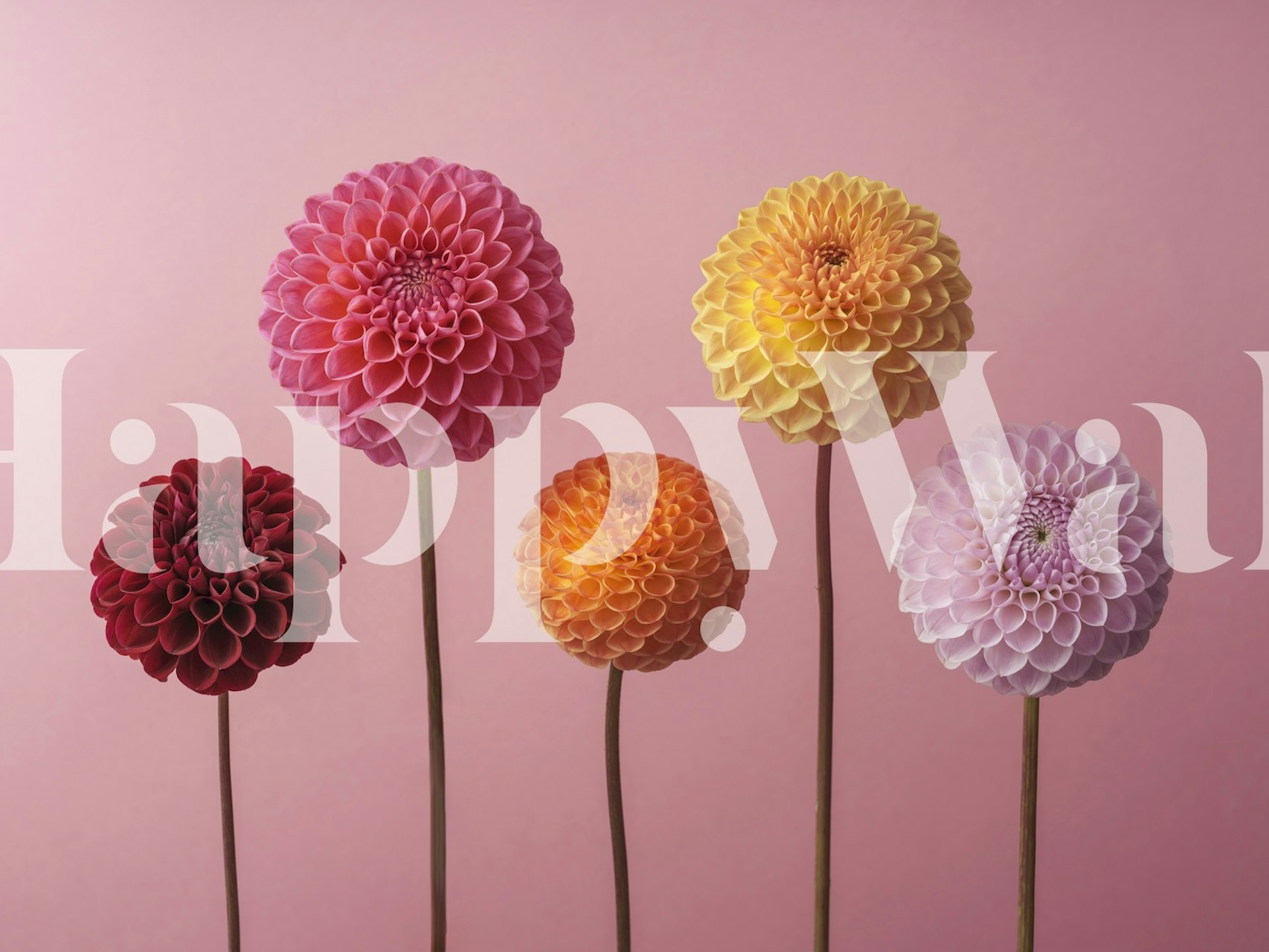 Vibrant dahlia wallpaper in a room