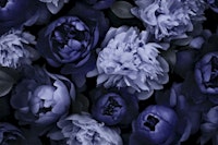 Atmospheric Flower Reverie Plum Blue papiers peint