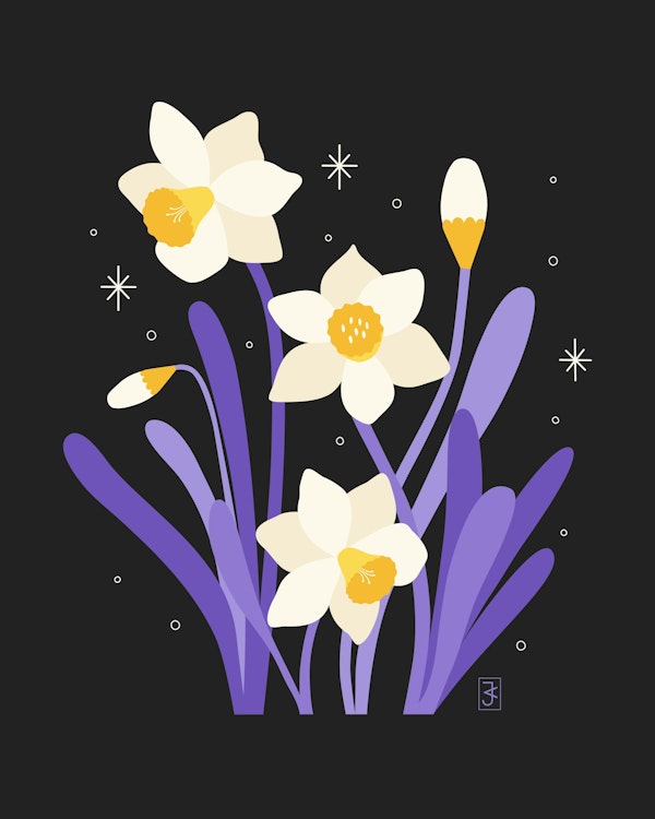 Narcissus Stars - Daffodil Dark