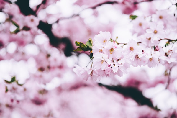 Cherry blossom Stockholm