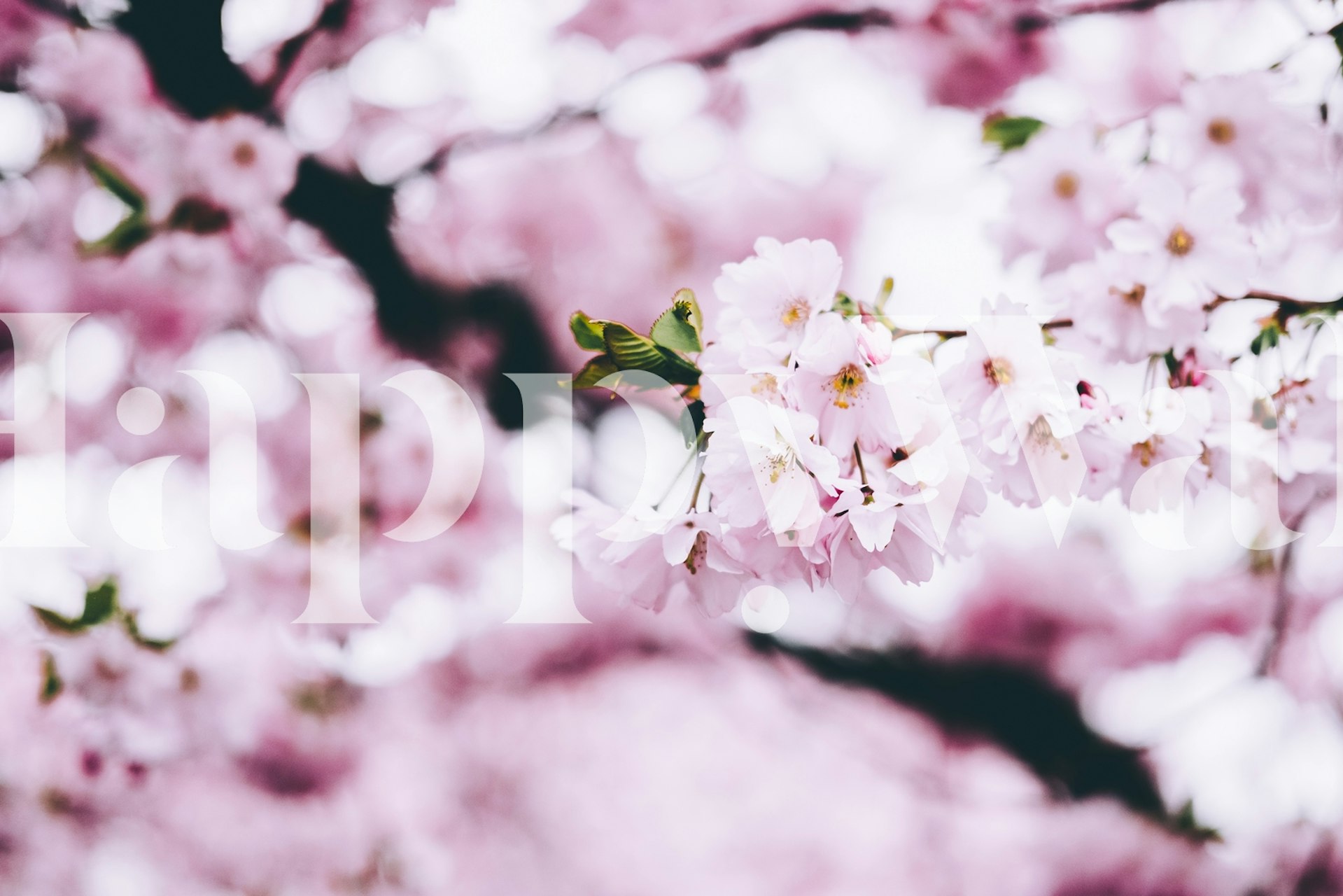 Cherry blossom branches with pink flowers wallpaper