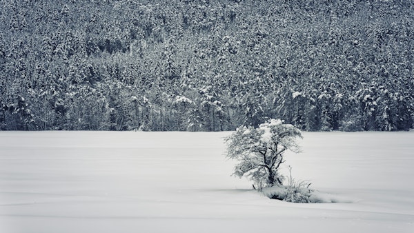 Lone Tree in Winter