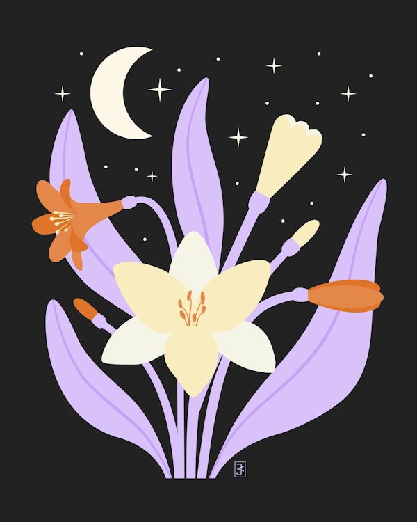 Moonlight Clivia Lily