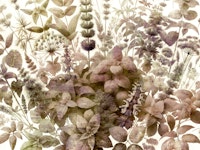 Botanical Shadows wallpaper