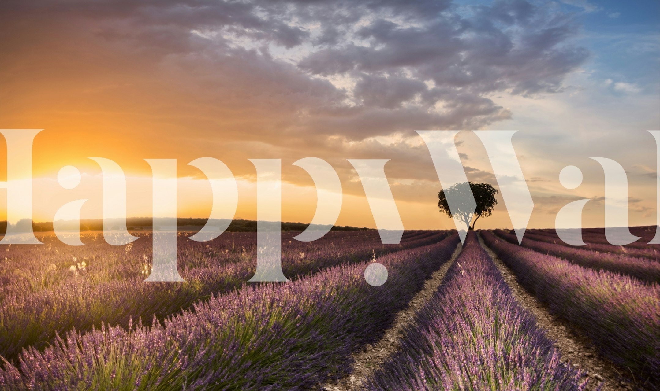 Lavender fields with sunset and a single tree wallpaper