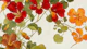 Autumn Blooms Artwork