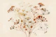 Botanical Essence