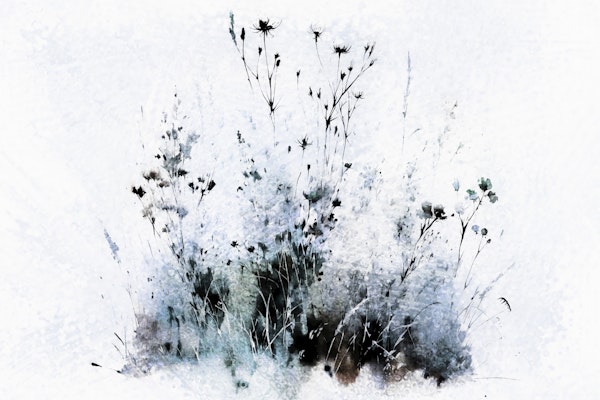 Frosted Wildflowers