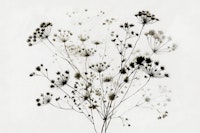 Monochrome Meadow wallpaper