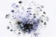 Inky Blossom Splash