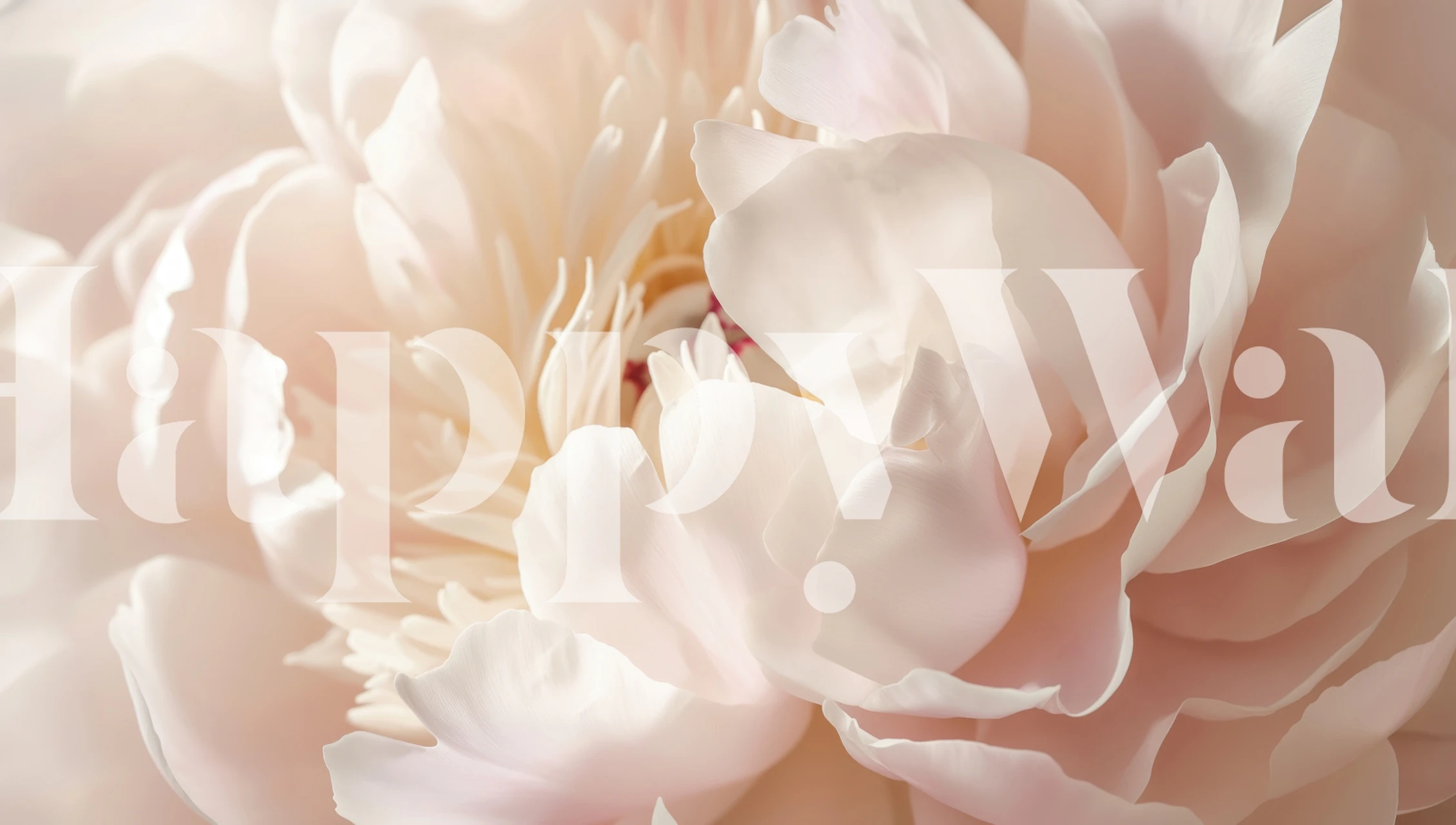 Floral wallpaper featuring blush peonies