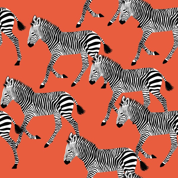 Zebra Walk 3