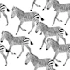 Zebra Walk 7 black and white