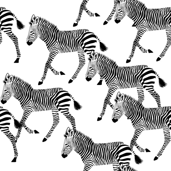 Zebra Walk 7 black and white
