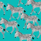 Zebra Walk 9 turquoise