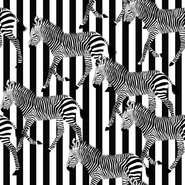Zebra Walk 12 black and white stripes