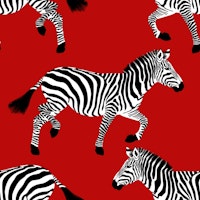 Zebra wallpaper 7 wallpaper