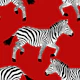 Zebra wallpaper 7