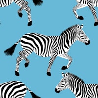 Zebra wallpaper 9 Iceberg Blue tapete