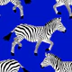 Zebra wallpaper 10 Electric Blue